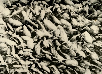 Cristales de hielo en el techo del porche de la cabaña, c1908, 1909 de Unbekannt