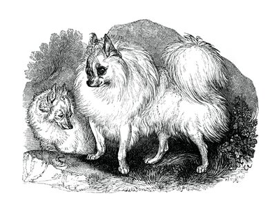 Perro islandés, 1848 de Unbekannt