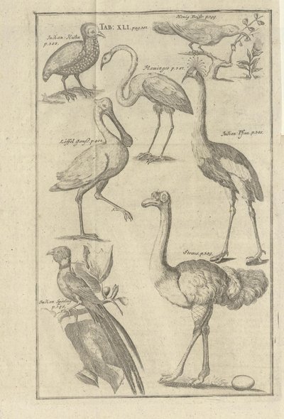 Ilustración tomada del libro Descripción del Cabo de Buena Esperanza y de los hotentotes que viven allí por Kolb, Peter y publicada por Peter Conrad Monath (de, 1745) de Unbekannt