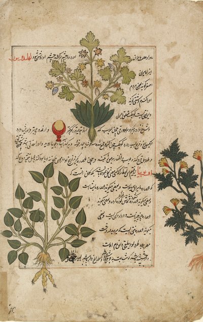 Doble folio ilustrado que representa cardos y otras plantas medicinales, 1595 de Unbekannt