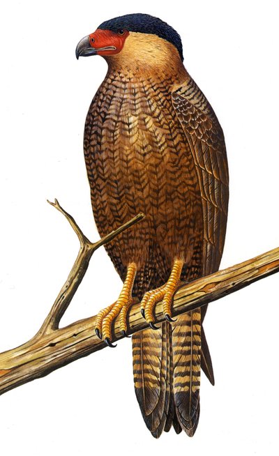Ilustración de Polyborus lutosus, Quelili, Caracara de Guadalupe de Unbekannt