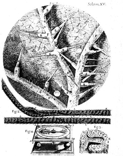 Ilustraciones del microscopista inglés Robert Hooke Micrographia, 1665 de Unbekannt