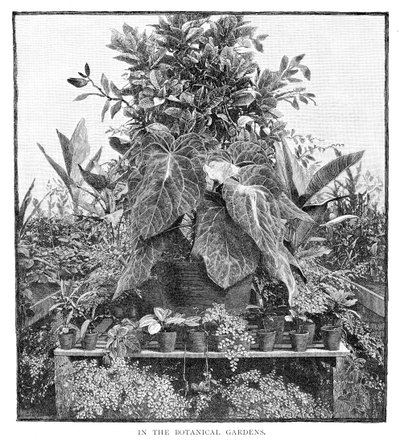 En los Jardines Botánicos, 1886 de Unbekannt