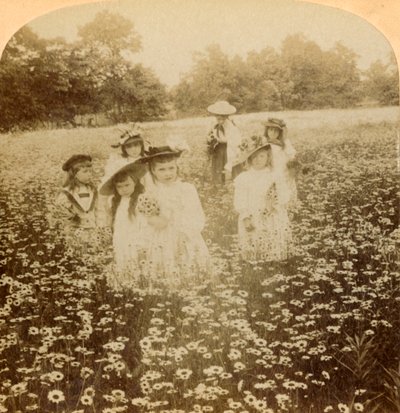 En el Campo de Margaritas: Dulce Flor del Claro Rural, 1896 de Unbekannt