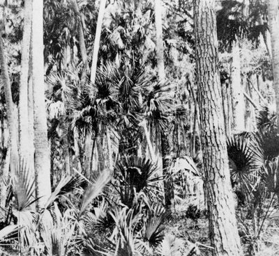 En la selva, India, c1900s de Unbekannt