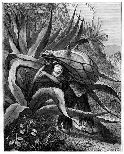 Indio extrayendo pulque, México, siglo XIX de Unbekannt