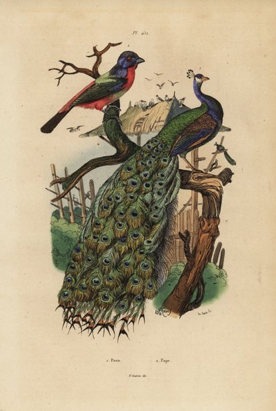 Pavo real indio, Pavo cristatus, y pinzón loro, especies de Erythrura de Unbekannt