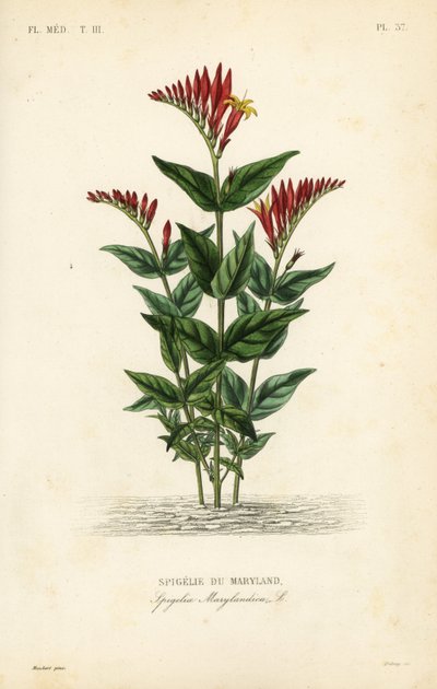 Espigelia de Maryland de Unbekannt