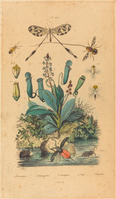 Insectos y flores, publicado en 1837 de Unbekannt