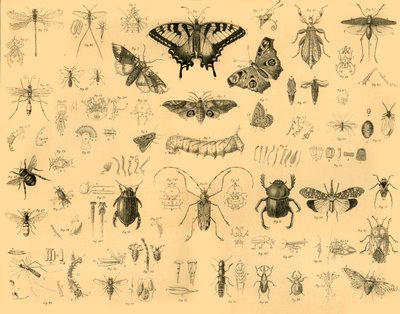 Insectos, c1910 de Unbekannt