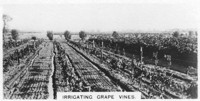 Riego de vides, Australia, 1928 de Unbekannt