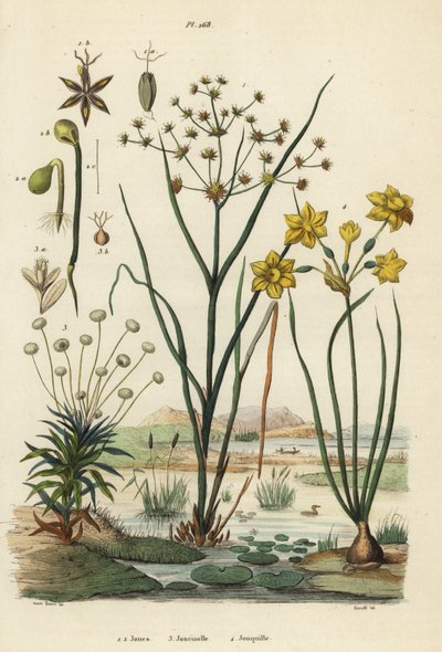Juncia articulada, Juncus articulatus 1, juncia de sapo, Juncus bufonius 2, hierba de pipa, Paepalanthus dendroides 3, y narciso junquillo, Narcissus jonquilla 4 de Unbekannt
