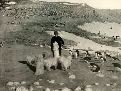 Joyce y los perros en la pingüinera, c1908 de Unbekannt