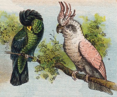 Cacatúas. Grabado en "Alphabet de ma petite fille". Bernardin-Bechet y Fils, libreros-editores, París, alrededor de 1895. Álbum irrompible sobre lienzo. Bibliothèque des Bébés. 12 páginas. Álbum que contiene un método de lectura y un abecedario ilustrativo de Unbekannt