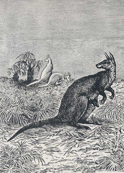 Canguro, 1924 de Unbekannt