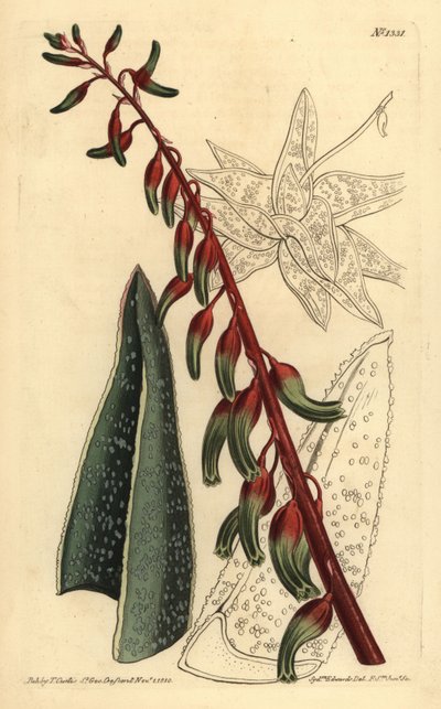 Gasteria carinata de Unbekannt