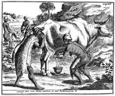 Khoikhois ordeñando vacas y haciendo mantequilla, Sudáfrica de Unbekannt