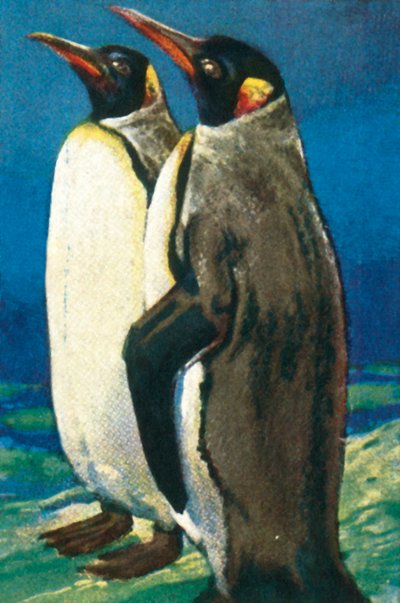 Pingüinos rey, c1928 de Unbekannt