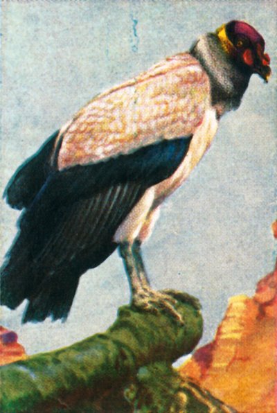 Buitre rey, c1928 de Unbekannt