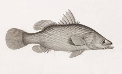 La Perche Latous de Unbekannt