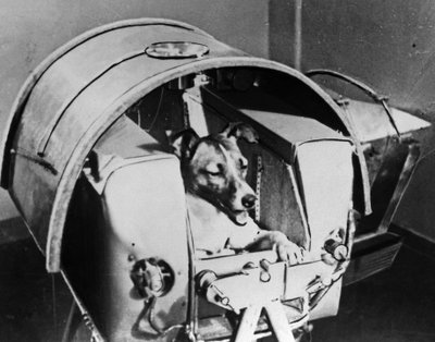 Laika, perro cosmonauta ruso de Unbekannt