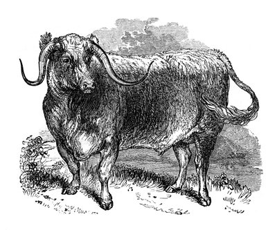 Buey de Lancashire, espécimen de las razas de cuernos largos, 1848 de Unbekannt