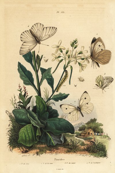 Blanca grande, Pieris brassicae 1, blanca pequeña, Pieris rapae 2, blanca de nervaduras verdes, Pieris napi 3, y blanca de venas negras, Aporia crataegi 4. Mariposas Pieridae de Unbekannt
