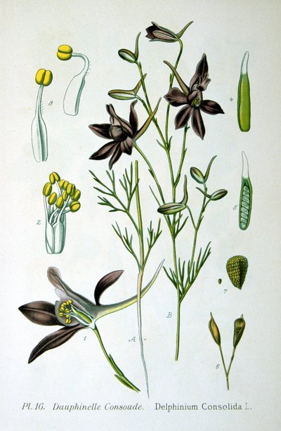 Espuela de caballero, 1893 de Unbekannt