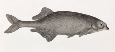 Le Mormyre de Salheyeh de Unbekannt