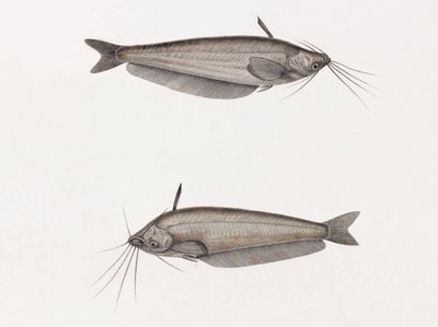 Le Silure Oudnei de Unbekannt