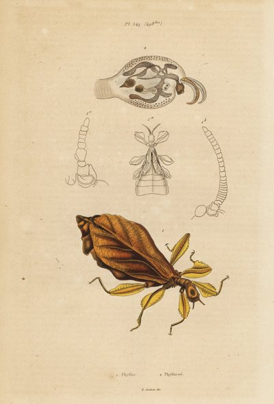 Insecto hoja, especies de Phyllium, y nudibranquio, especies de Phylliroe de Unbekannt