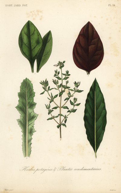 Hortalizas y hierbas, Herbes potageres et plantes condimenteires de Unbekannt