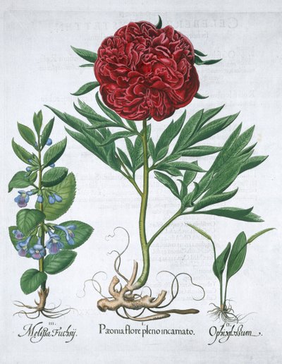 Toronjil, peonía y helecho lengua de serpiente, 1613 de Unbekannt