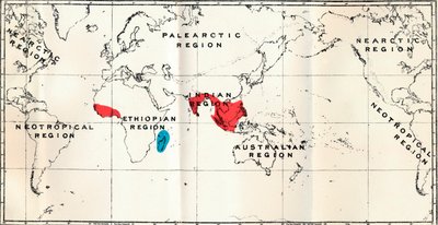 Lemuroidea - III. Mapa, mostrando la distribución de la familia Chiromyidae y de las subfamilias de Unbekannt