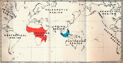 Lemuroidea - II. Mapa, mostrando la distribución de Tarsiidae Azul, y Galaginae Rojo, 1897 de Unbekannt
