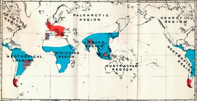 Lemuroidea - IV. Mapa, mostrando la distribución de Antropoidea vivos (azul) y fósiles (rojo), 1897 de Unbekannt