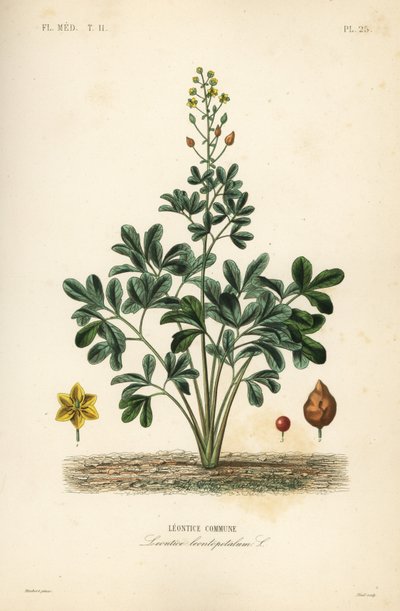 Leontice, Leontice leontopetalum de Unbekannt