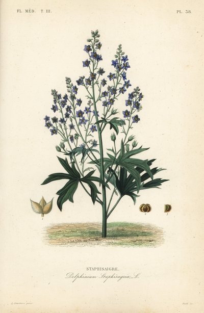 Matapiojos o stavesacre, Delphinium staphisagria, Staphisaigre de Unbekannt