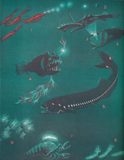 Vida a media milla bajo la superficie del mar, 1935 de Unbekannt