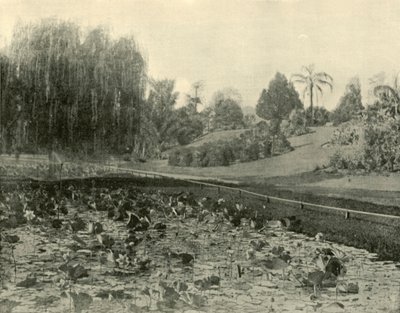 Estanque de lirios, Jardines Botánicos de Brisbane, 1901 de Unbekannt