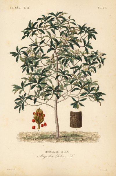 Magnolia yulan de Unbekannt