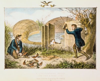 Cebo de Patos de Lincolnshire, c1845 de Unbekannt
