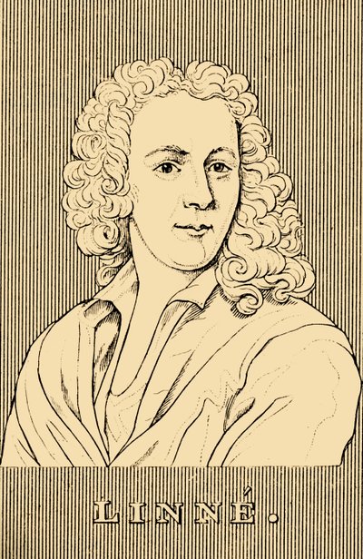 Linne, 1707-1778, 1830 de Unbekannt