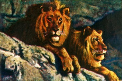 Leones de Unbekannt