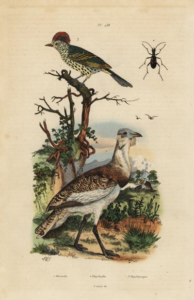 Sisón pardo pequeño, Eupodotis humilis, y picoagudo, Oxyruncus cristatus de Unbekannt