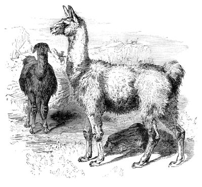 Llamas de Unbekannt