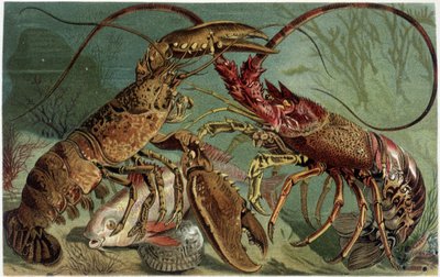 Langosta y bogavante enfrentándose - en “La Vida de los animales” por A.E. Brehm, Torino de Unbekannt
