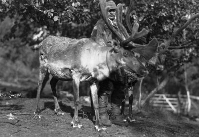 Hombre local con un reno, Lyngen, norte de Noruega, c1920s-c1930s de Unbekannt