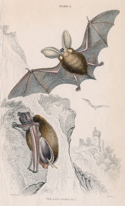 Murciélago orejudo Plectorus auritus, 1828 de Unbekannt