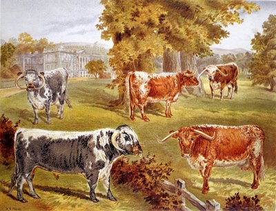 Ganado Longhorn propiedad de Sir John Harpur-Crewe, Calke Abbey, 1885 de Unbekannt